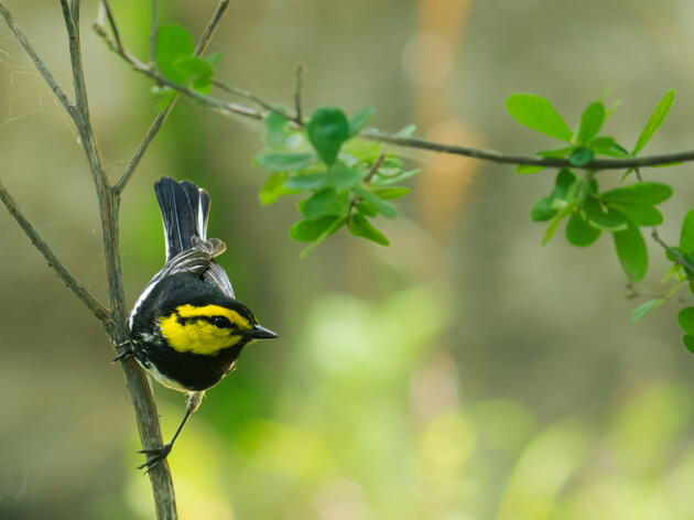 Texas Welcomes Home Golden-cheeked Warblers to our Native Ashe Juniper
