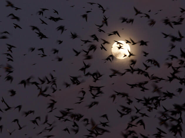Audubon Texas asks Texans to go Lights Out During 2024 Peak Fall Migration Period 