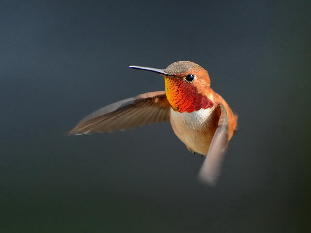 Audubon Texas: Lowering Light Pollution a Critical Need During Spring Migration 