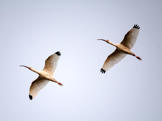 Trinity River Audubon Center Announces Amaris Alanis-Ribeiro as new Center Director 