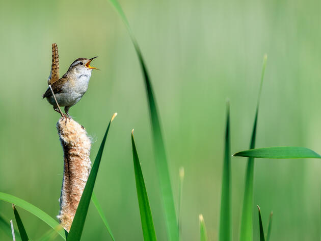 Audubon Texas Congratulates College Station, Denton, Kerrville, San Marcos and Wimberley on Achieving Bird City Texas Status