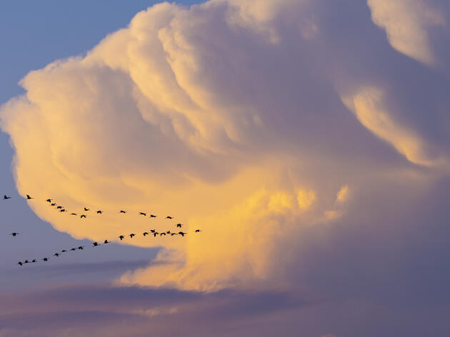 Fatal bird collisions underscore need for North Texans to go Lights Out! as peak fall bird migration gets underway 