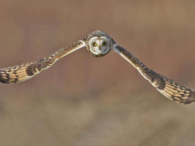 This is How Every Audubon Christmas Bird Count Kicks Off