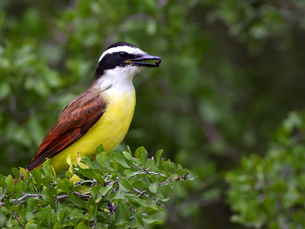 The Importance of Birding for the Eco-Tourism Economy in San Antonio