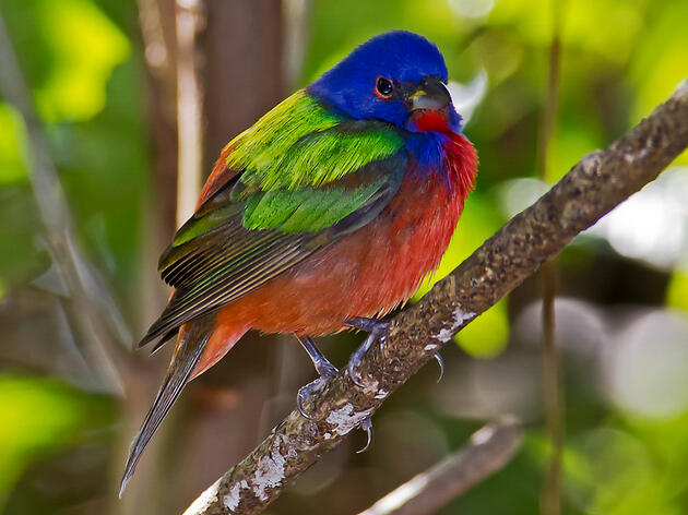 My Summer Internship with Audubon Texas