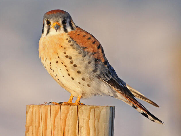 Celebrating 10 Years of the Texas Women in Conservation