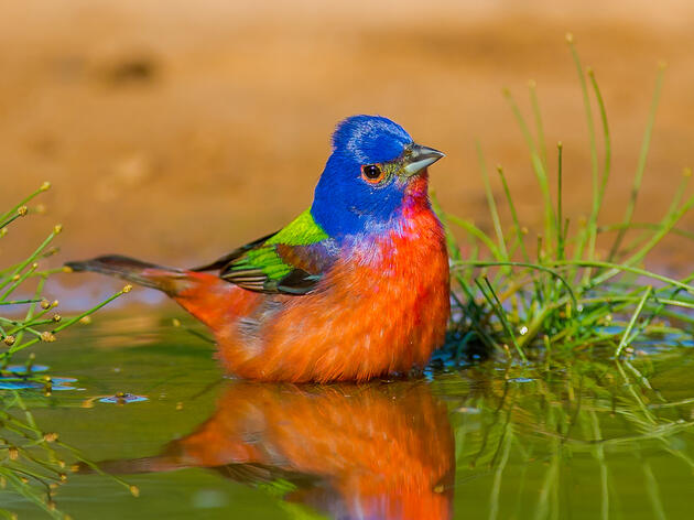 Audubon Texas Announces 2024 Terry Hershey Award Winners