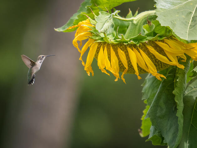 Audubon Texas Roundup 