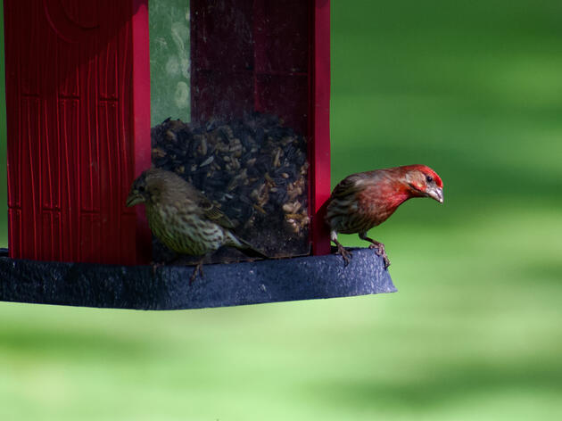 Avian Flu in Texas