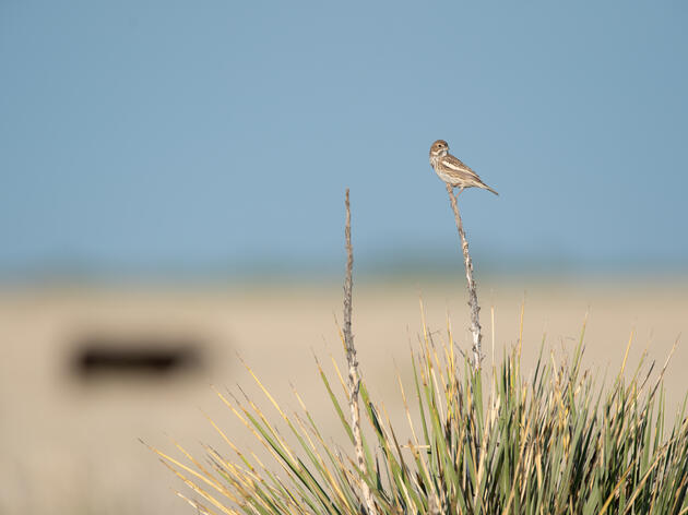State of U.S. Grassland Birds: Still Declining.