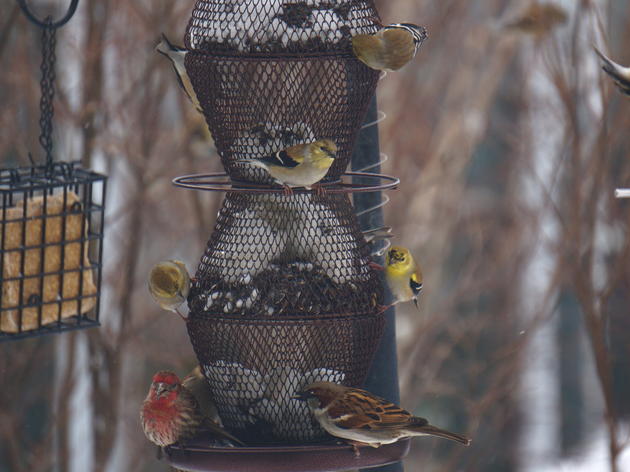 Bird-friendly Backyards