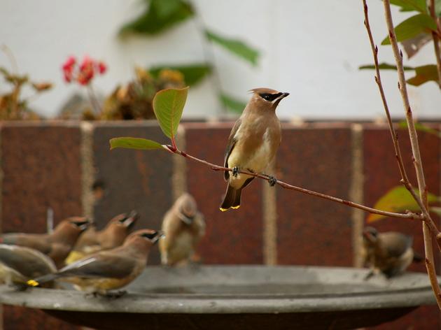 Bird-friendly Communities 