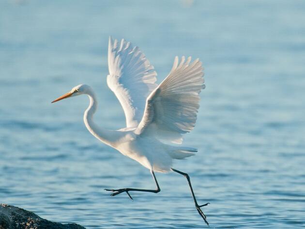 2026 Applications for Texas Women in Conservation Terry Hershey Award