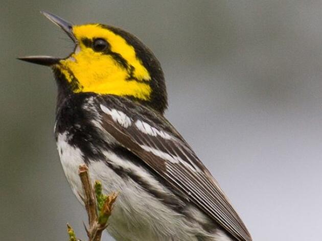 When it comes to the Golden-cheeked Warbler, Don’t Get Caught Up in a Numbers Game