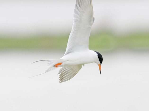 Forster's Tern