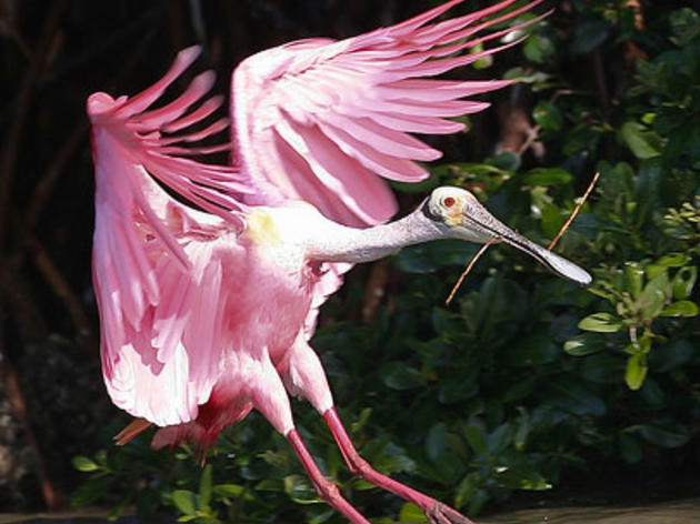 Roseate Spoonbill