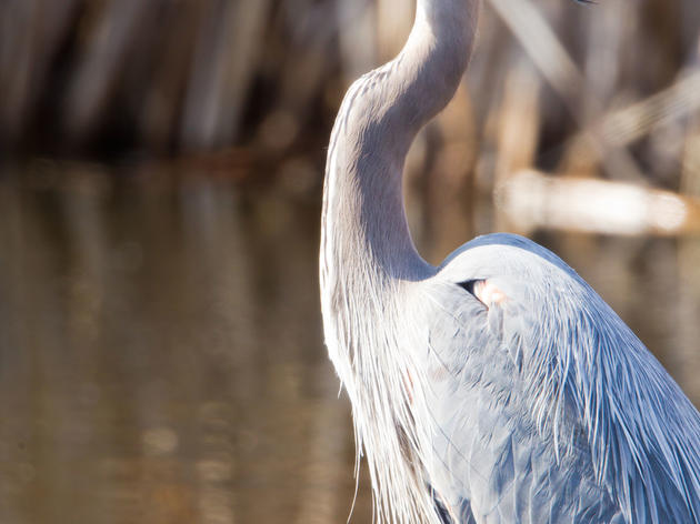 Great Blue Heron