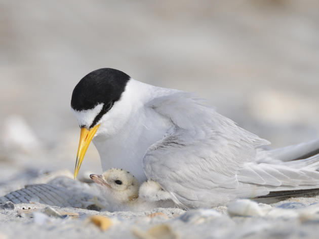 Least Tern