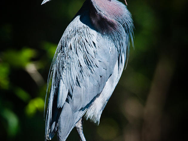 Little Blue Heron