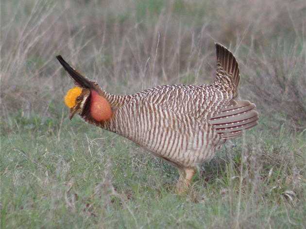 Audubon Texas identifies new IBAs