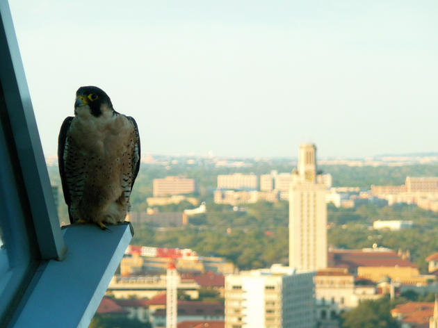 Urban Conservation