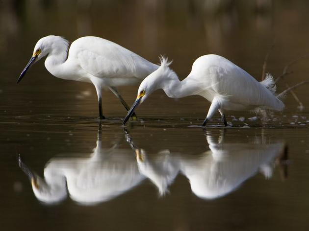 Snowy Egret