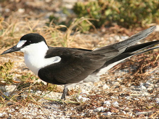 Sooty Tern