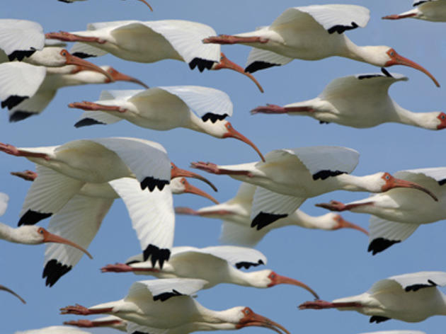 White Ibis