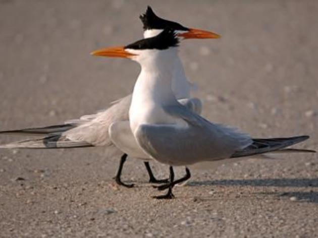 Royal Tern