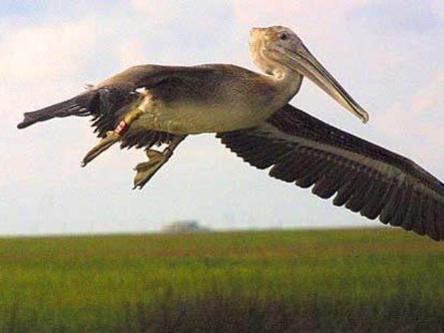 Brown Pelican Removed from Endangered Species List