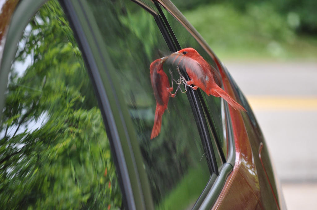 A bird keeps flying into my window or car mirror, on purpose. What should I  do?