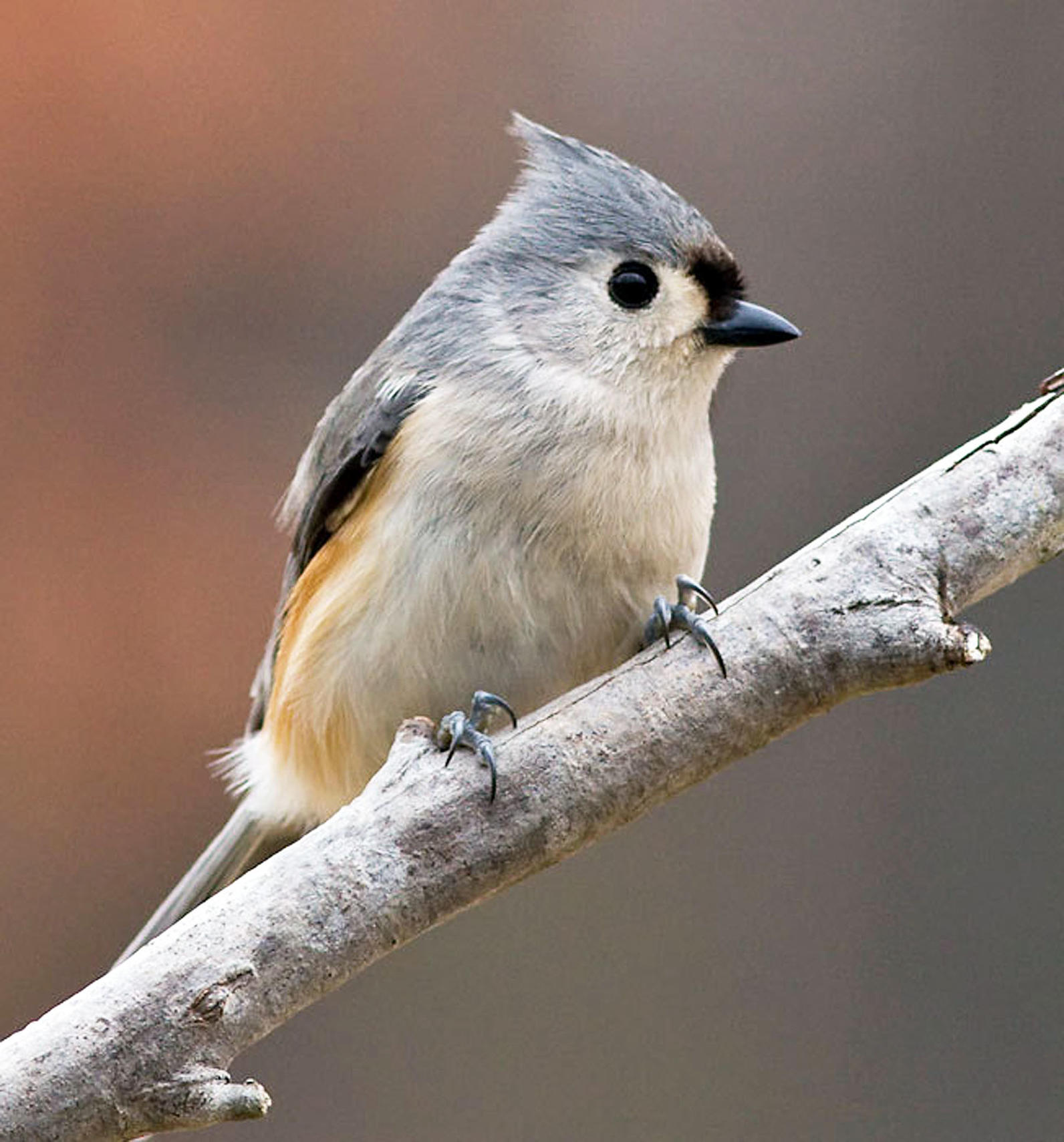 bird feeding places near me