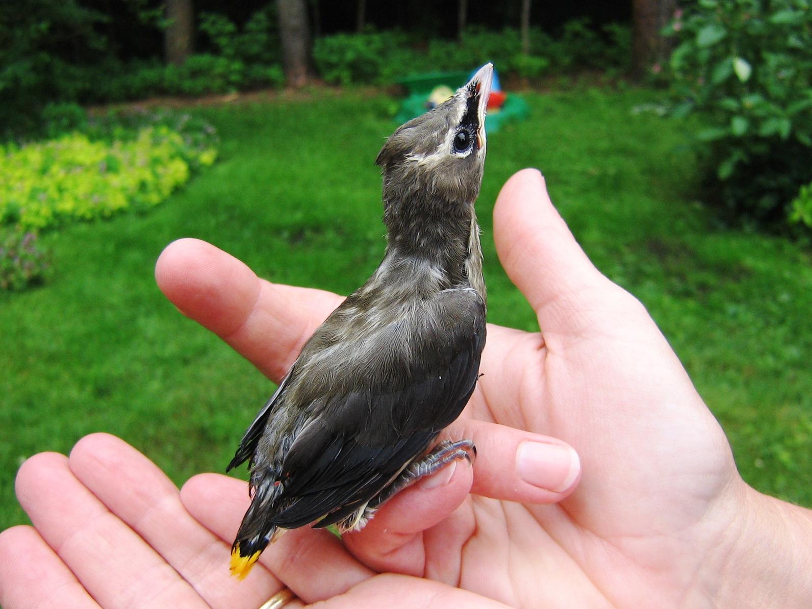 Feeding Orphan Blue Jay Fledgling 