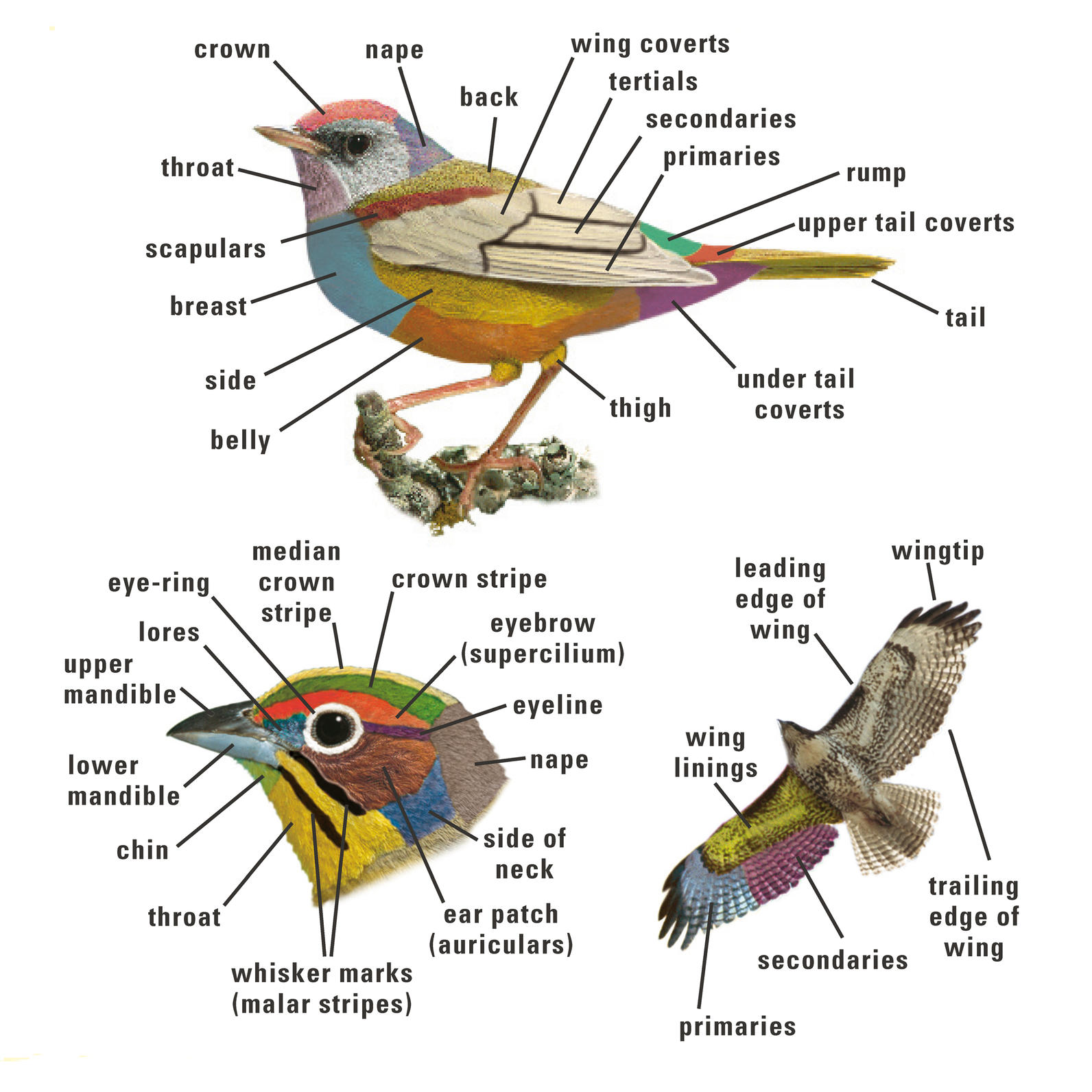 avian anatomy diagram