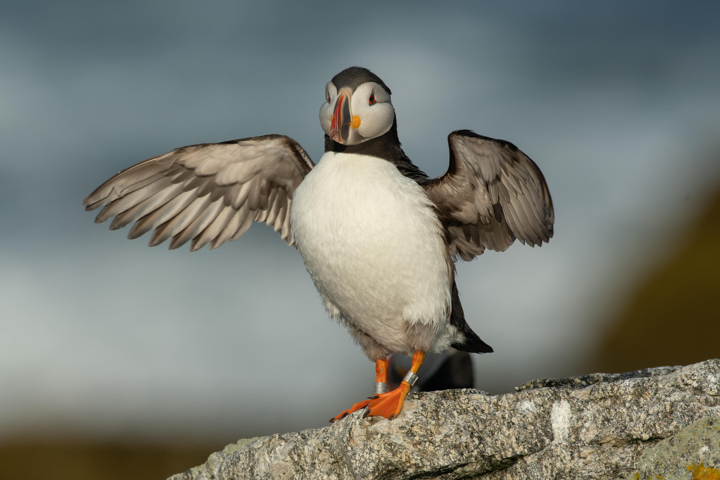 Atlantic Puffin - eBird