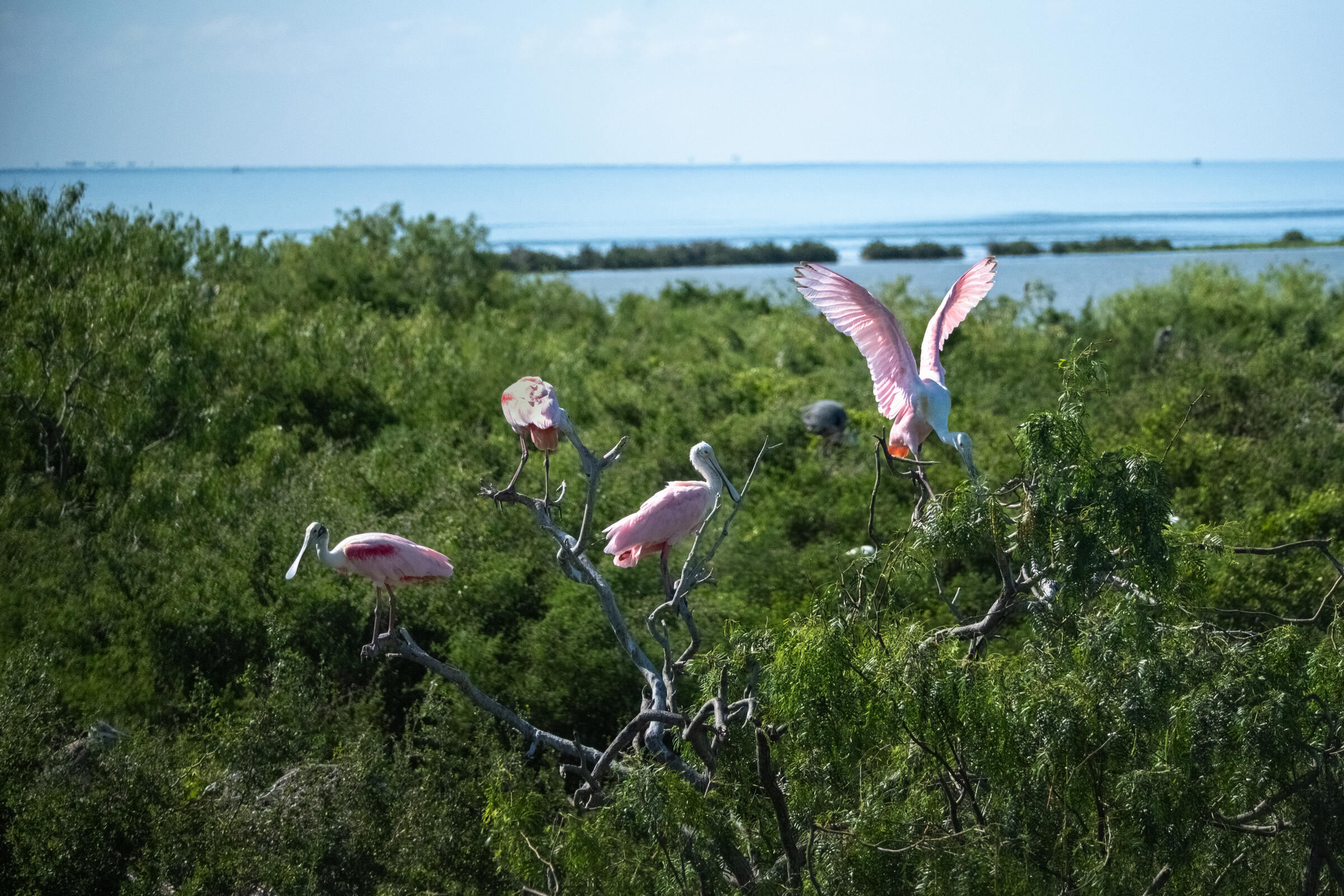 Texas Coastal Bird Explorer | Audubon Texas