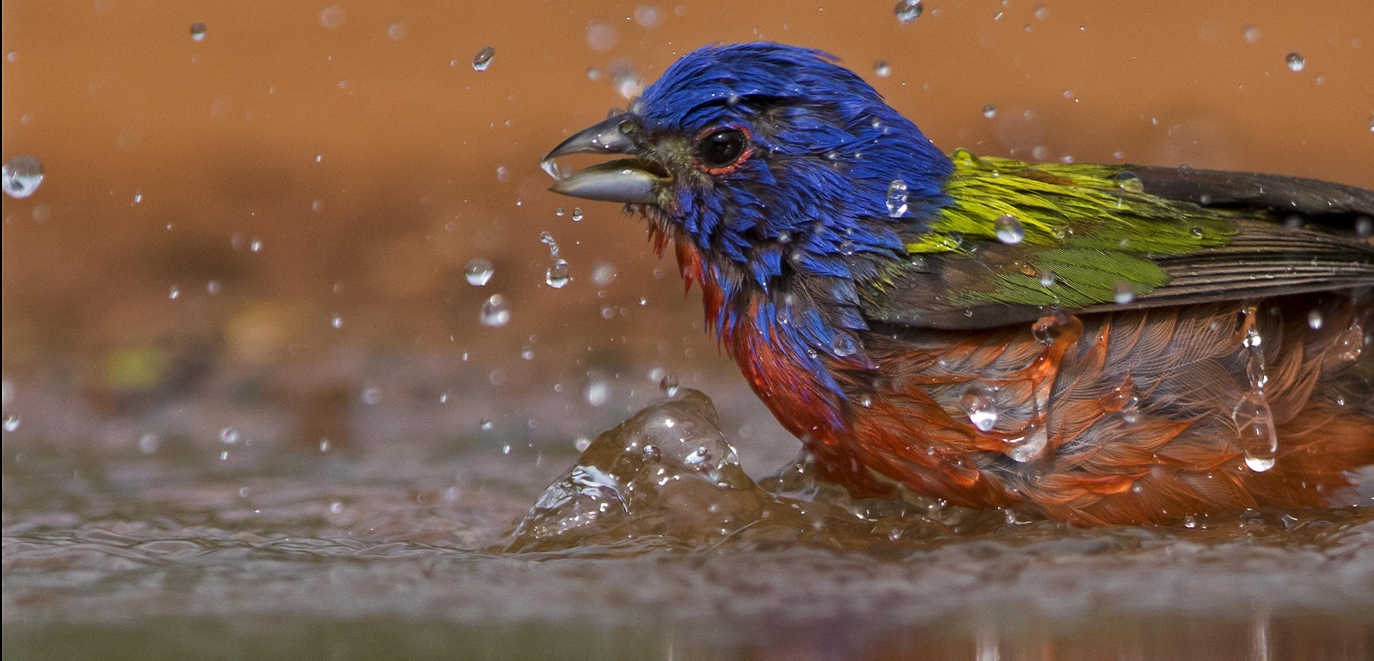 Painted Bunting / Bird City Texas