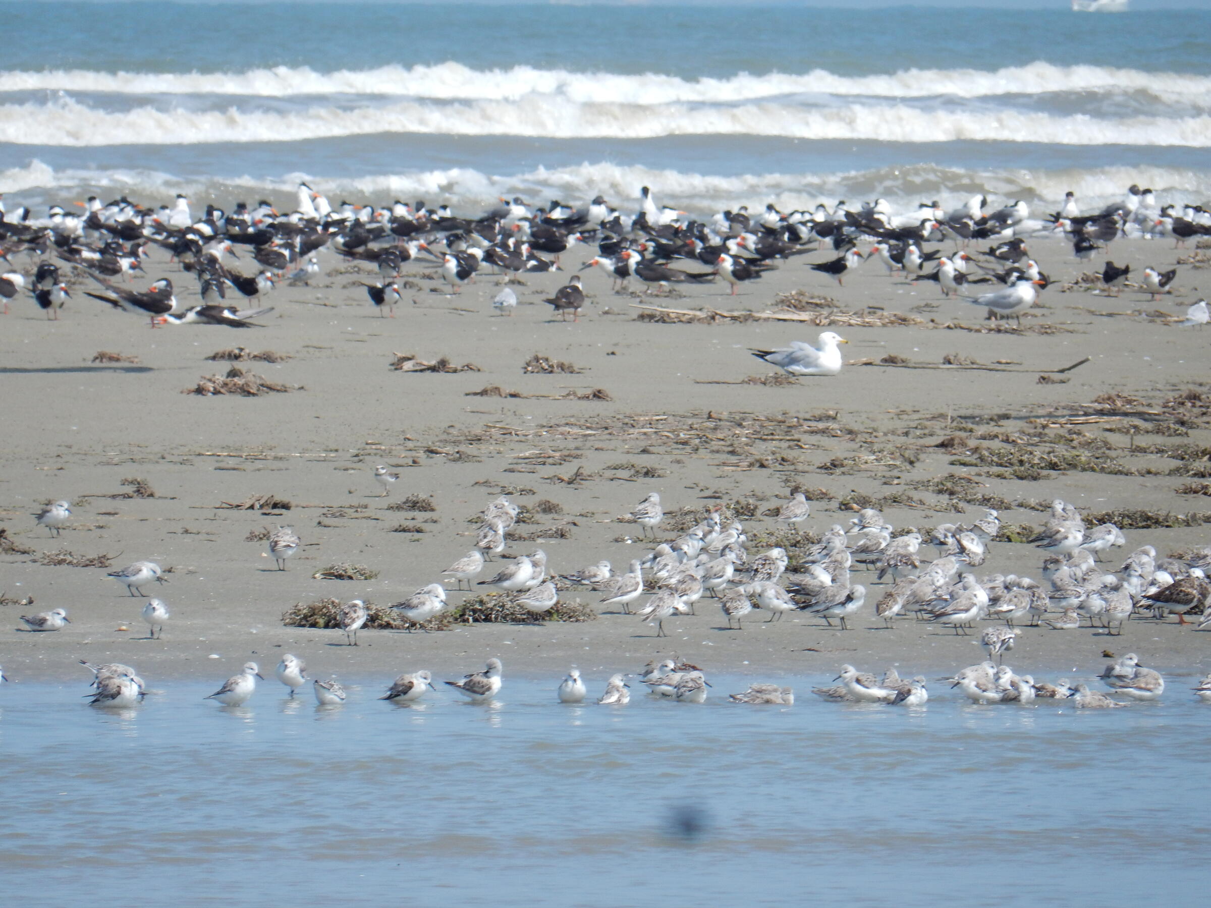 Texas Galveston Island