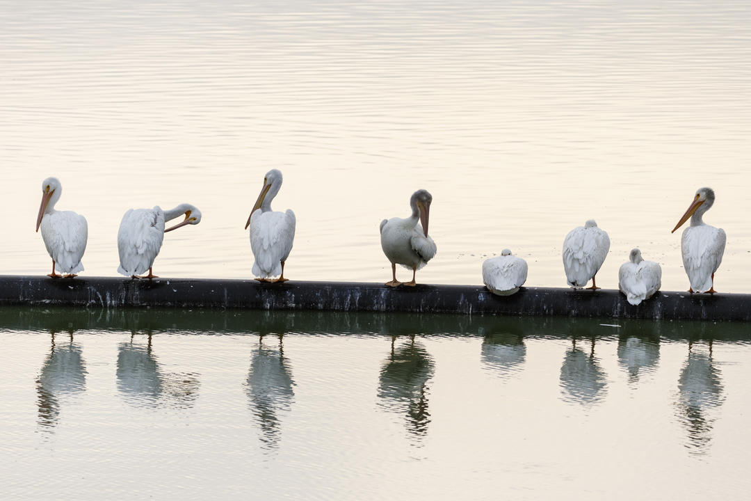 About Us | Audubon Texas