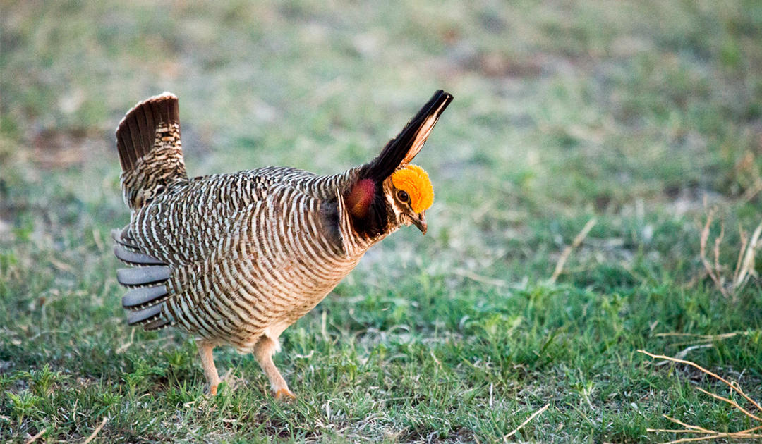 Birds | Audubon Texas Birds | Audubon Texas