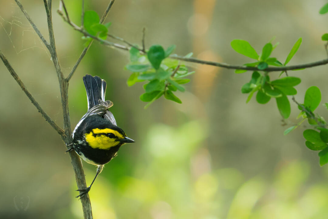 Texas Welcomes Home Golden-cheeked Warblers to our Native Ashe